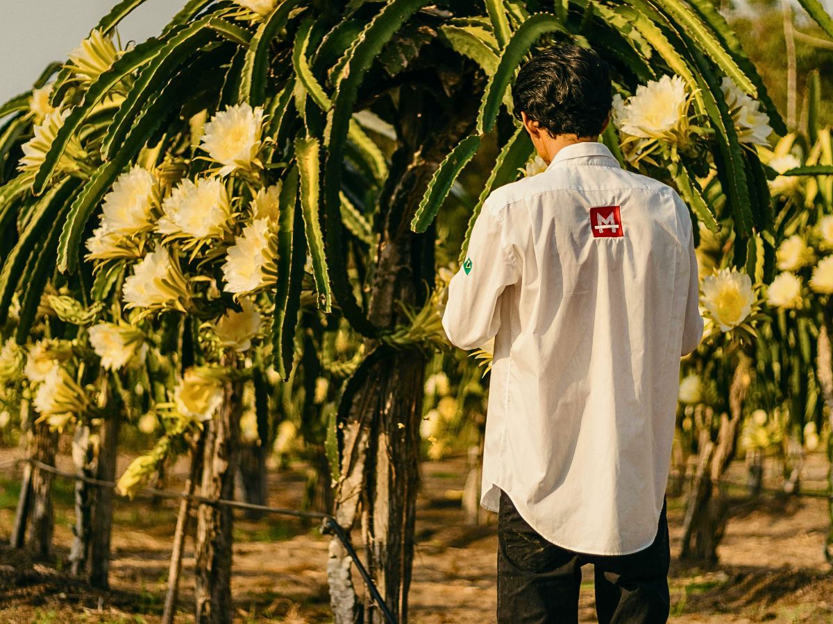Fairtrade Flowers and What Makes Them Tick All the Right Boxes