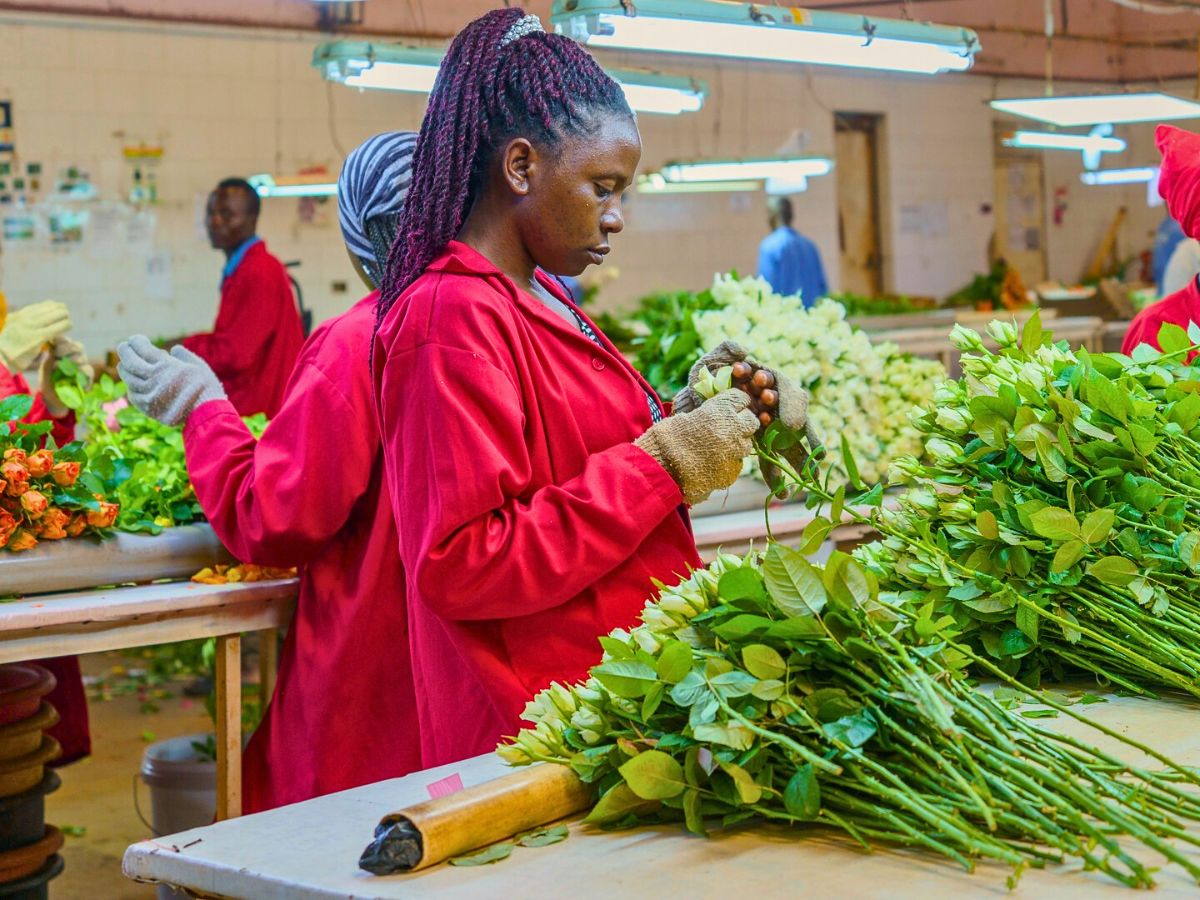 Fairtrade Flowers and What Makes Them Tick All the Right Boxes