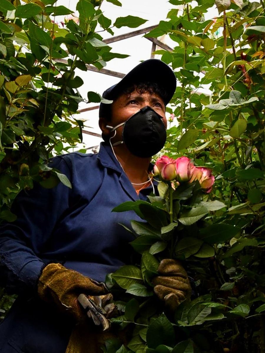 Fairtrade Flowers and What Makes Them Tick All the Right Boxes