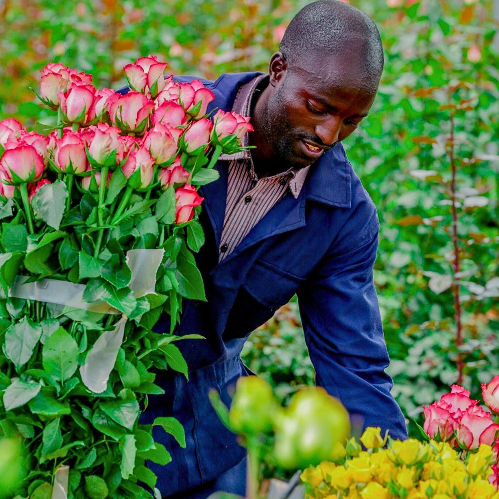 Fairtrade Flowers and What Makes Them Tick All the Right Boxes