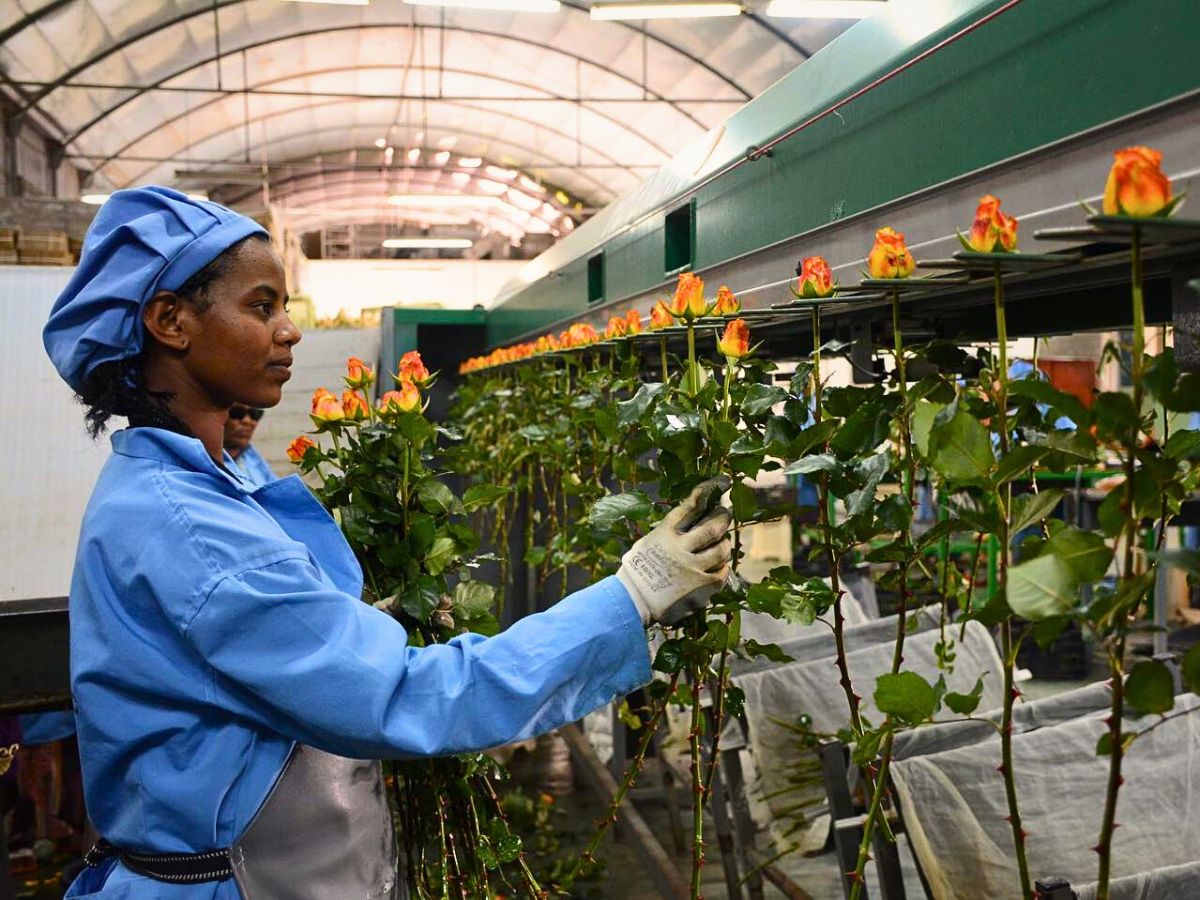 Fairtrade Flowers and What Makes Them Tick All the Right Boxes