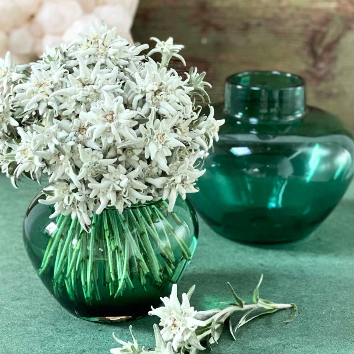 Edelweiss flowers in a blue green vase Edelweiss flowers in a blue green vase