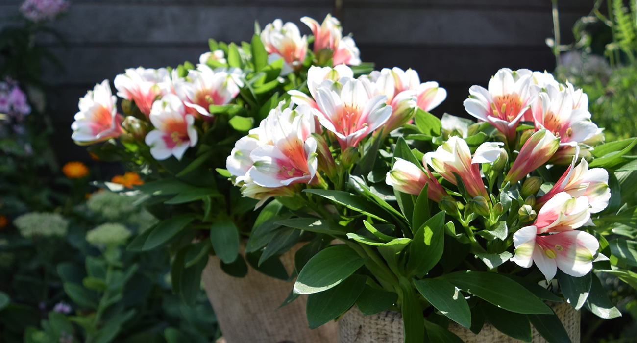 Konst Alstroemeria Breeder on Thursd header