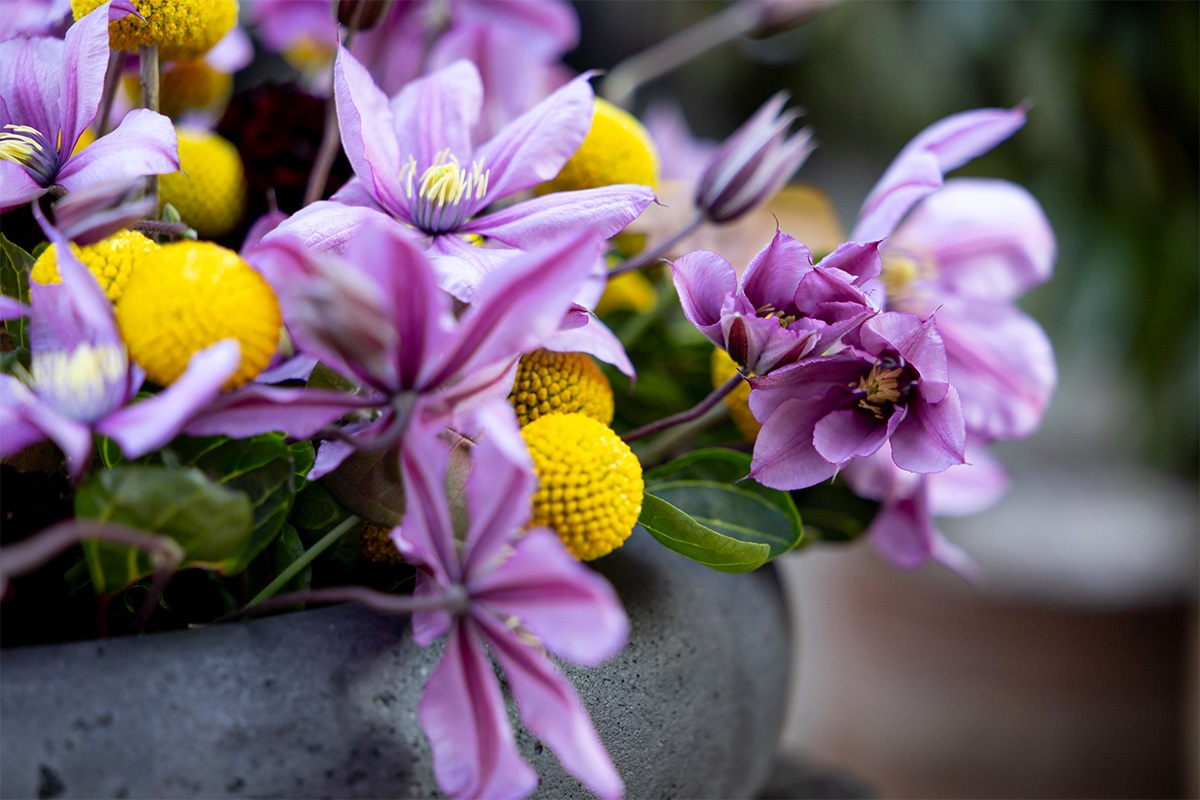 Krisztian Kover Garden Bowl Clematis and Craspedia Krisztian Kover Garden Bowl Clematis and Craspedia