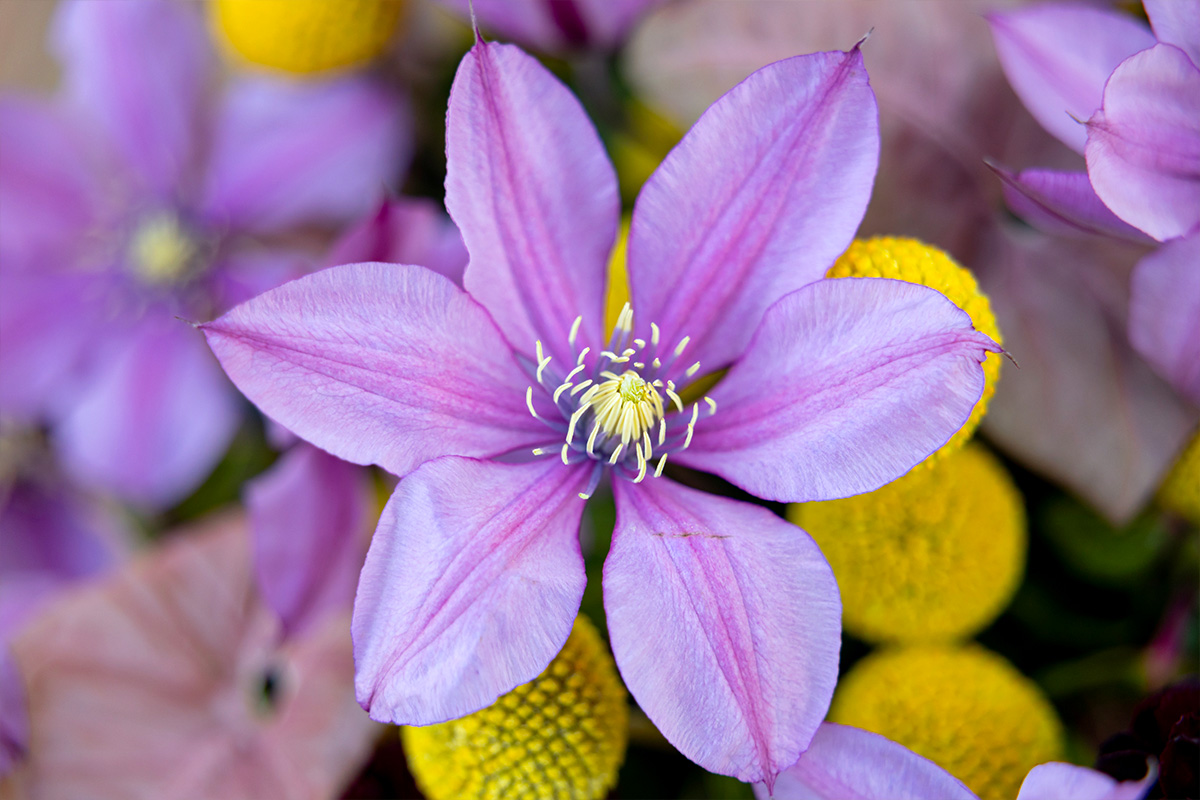 Krisztian Kover Garden Bowl Clematis Amazing Oslo flower Krisztian Kover Garden Bowl Clematis Amazing Oslo flower