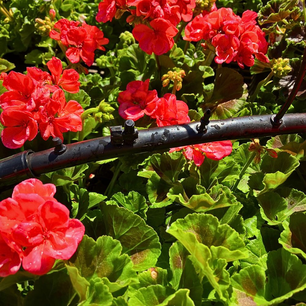 Flowers under drip irrigation Making a Case for Drip Irrigation as a Catalyst for a Truly Sustainable Flower Industry