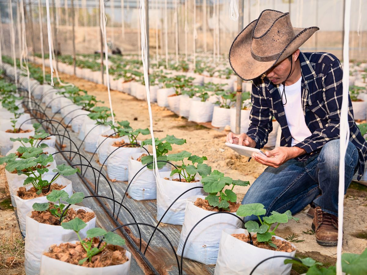 Drip irrigation Making a Case for Drip Irrigation as a Catalyst for a Truly Sustainable Flower Industry