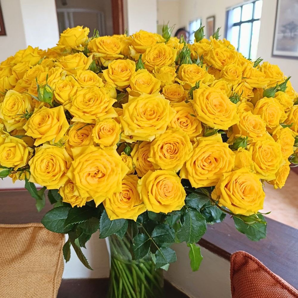 Spray Rose Megan from the breeder Interplant Roses Spray Rose Megan from Interplant Roses - yellow roses symbolize passion, hope, affection and at times, and in cultures, jealousy as well