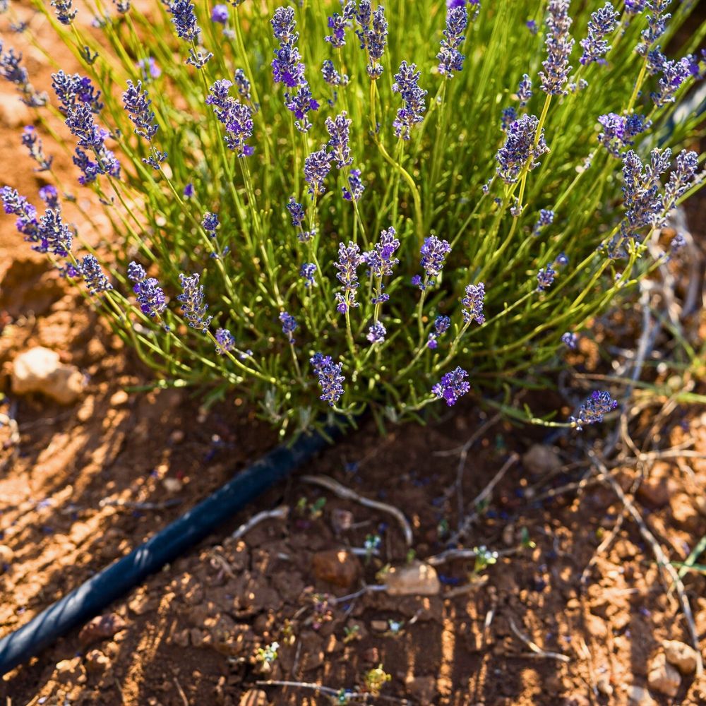 Drip irrigation Making a Case for Drip Irrigation as a Catalyst for a Truly Sustainable Flower Industry