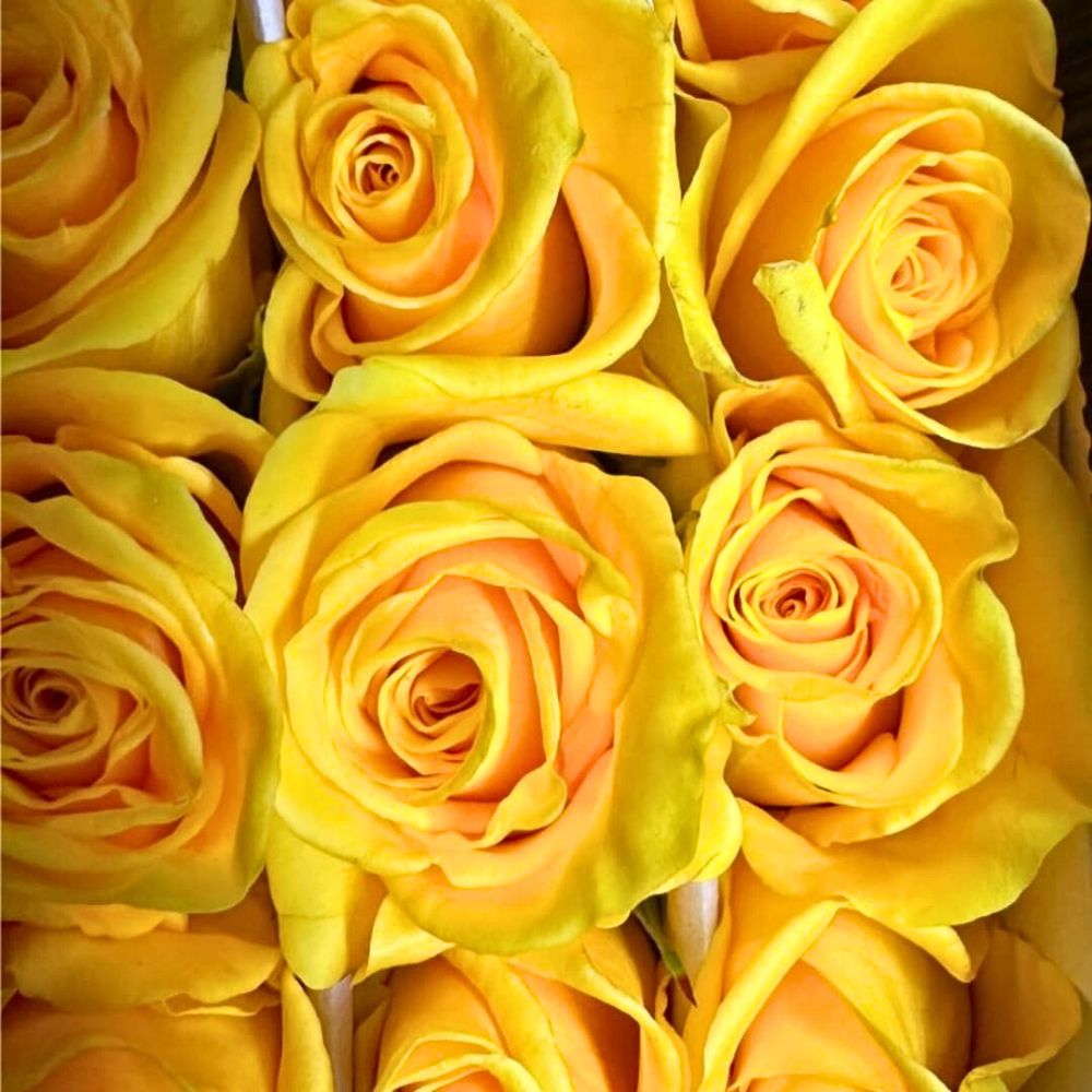 Rose Momentum from the breeder Dummen Orange Rose Momentum from Dummen Orange - Yellow roses symbolism is associated with appreciation, cheer, happiness, and friendship