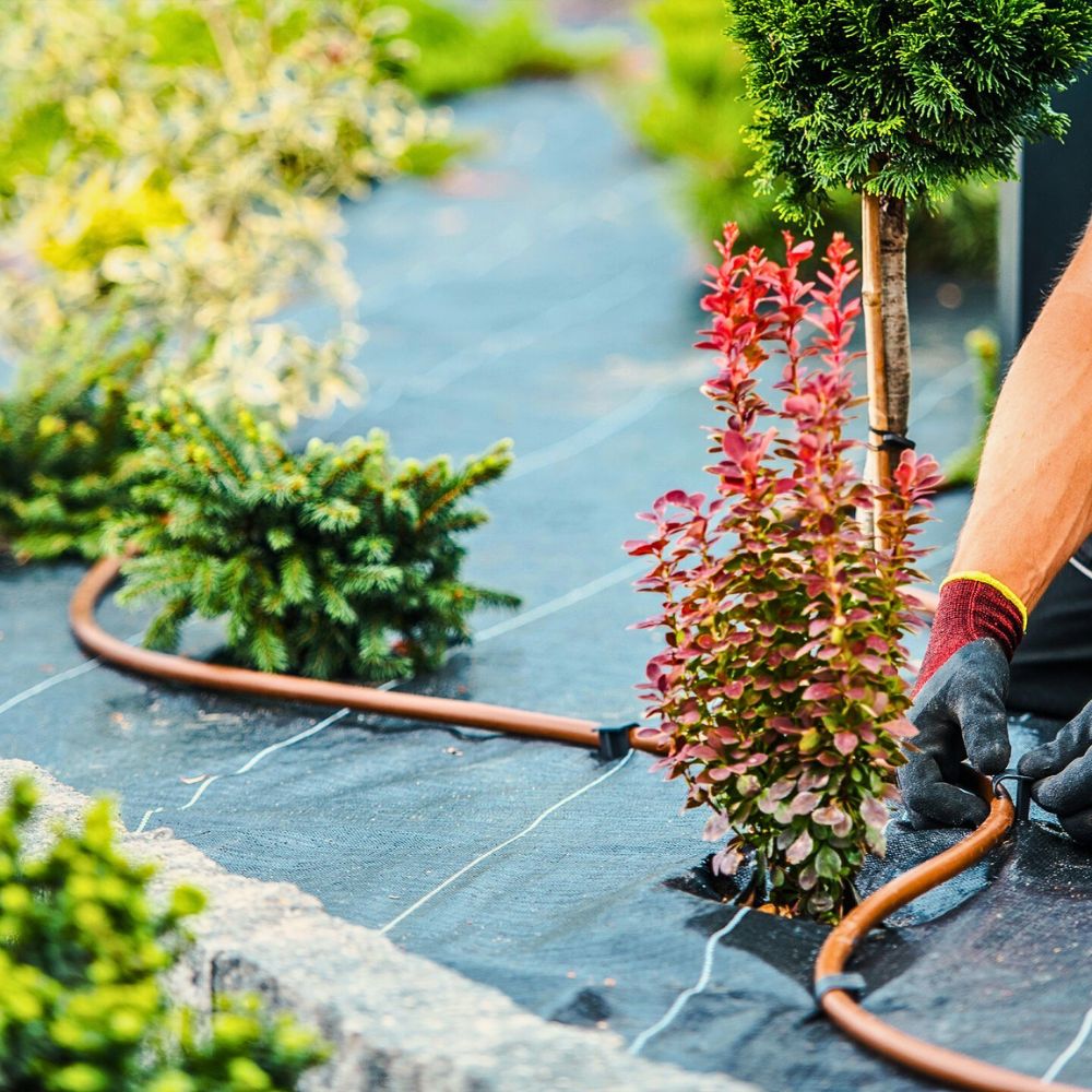 Drip irrigation Making a Case for Drip Irrigation as a Catalyst for a Truly Sustainable Flower Industry