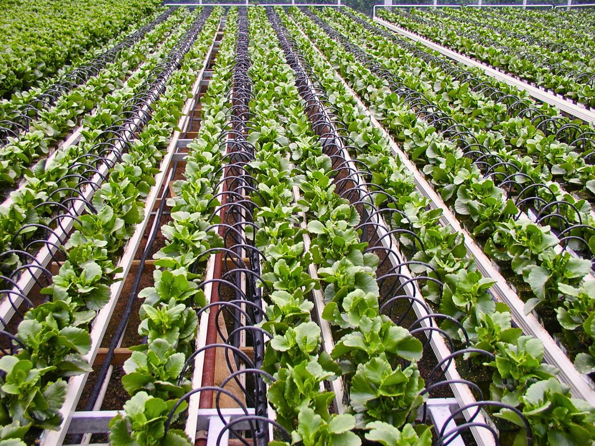 Drip irrigation plants Making a Case for Drip Irrigation as a Catalyst for a Truly Sustainable Flower Industry