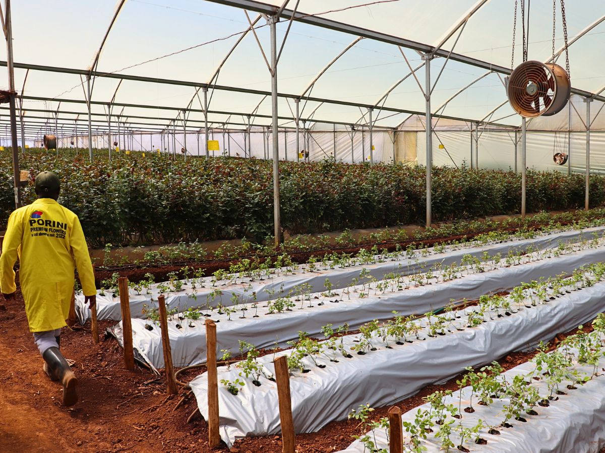Rose cultivation Making a Case for Drip Irrigation as a Catalyst for a Truly Sustainable Flower Industry