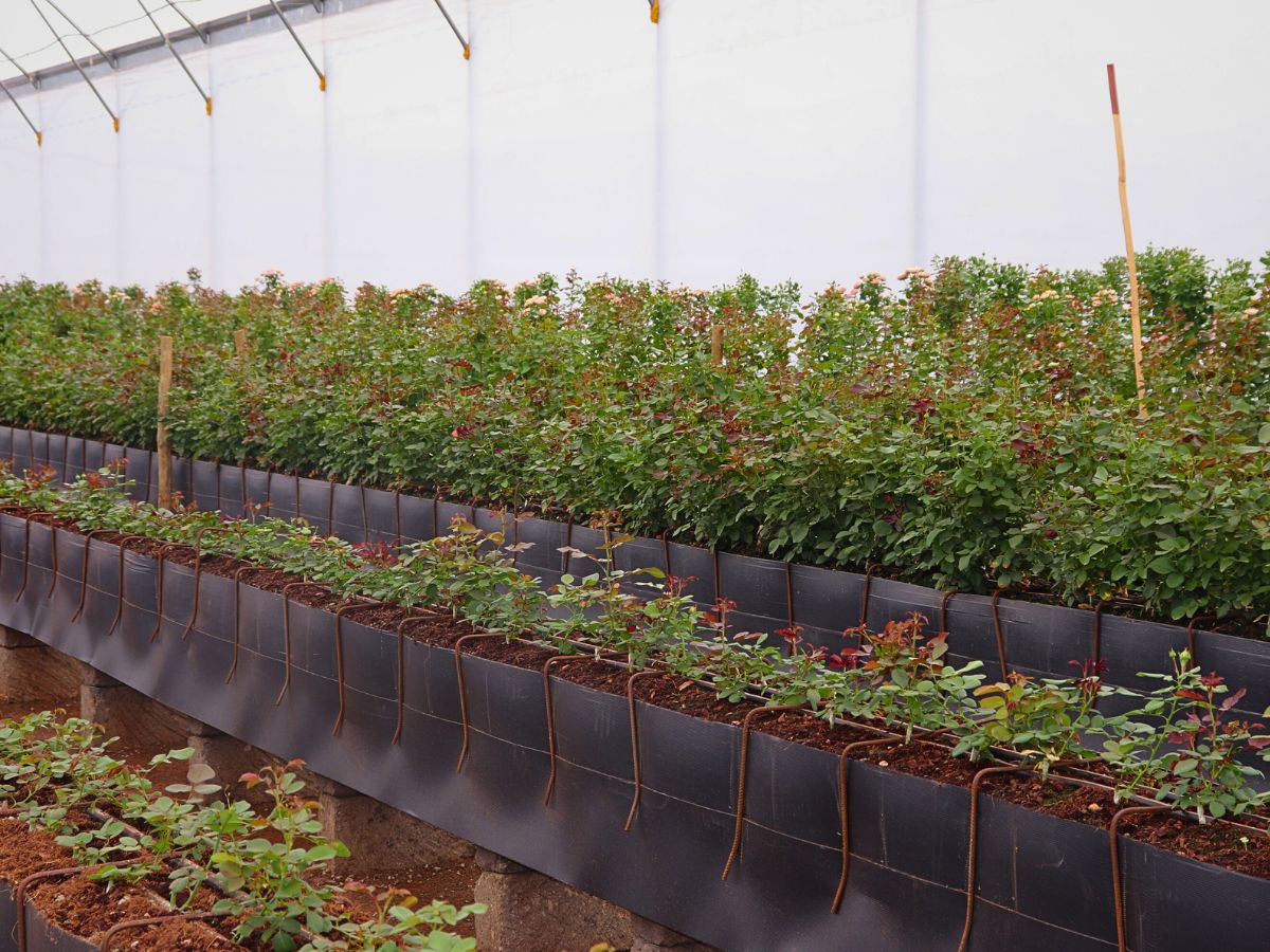 Rose cultivation Making a Case for Drip Irrigation as a Catalyst for a Truly Sustainable Flower Industry