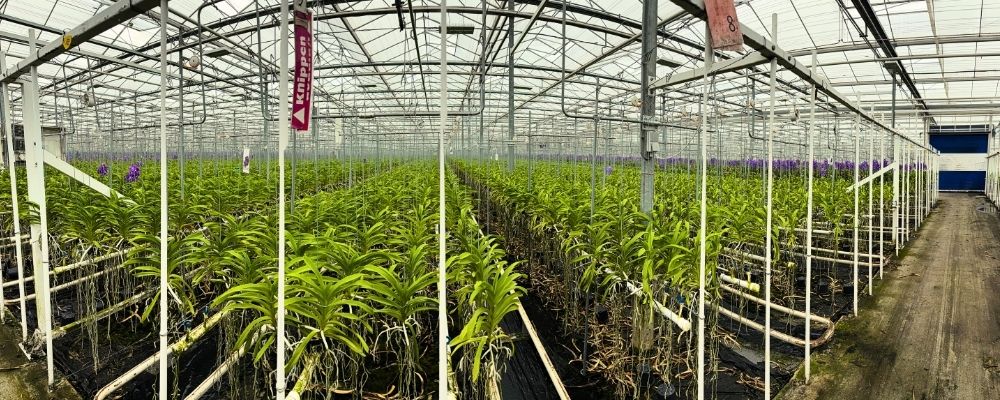 Ansu Vanda Back in Business Greenhouse Magic Blue