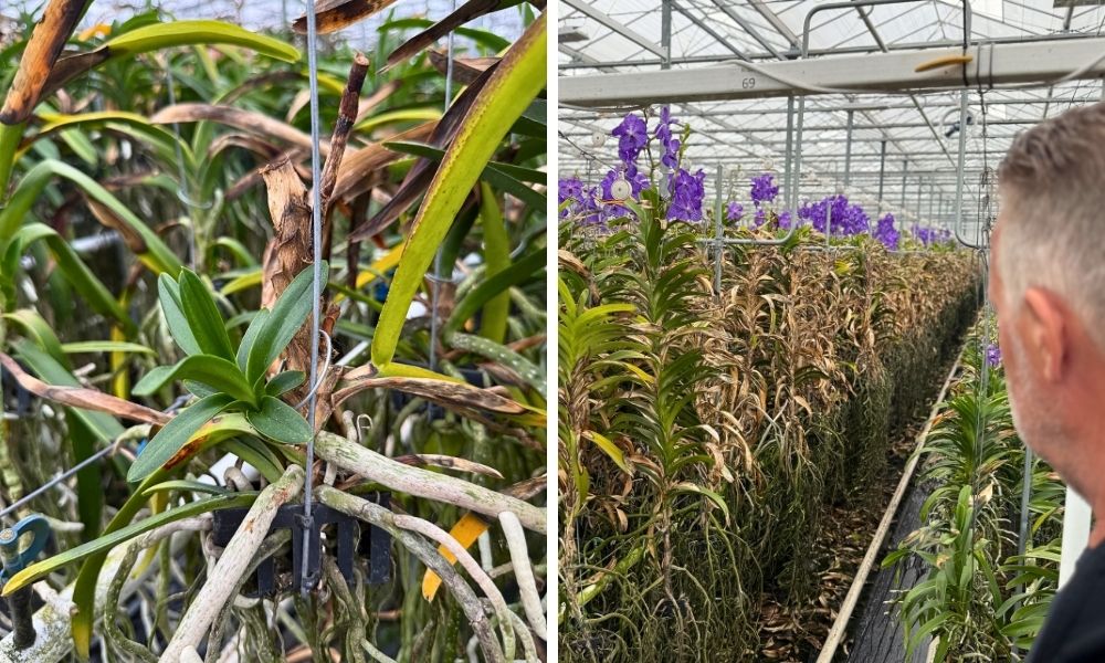 Ansu Vanda Back in Business 