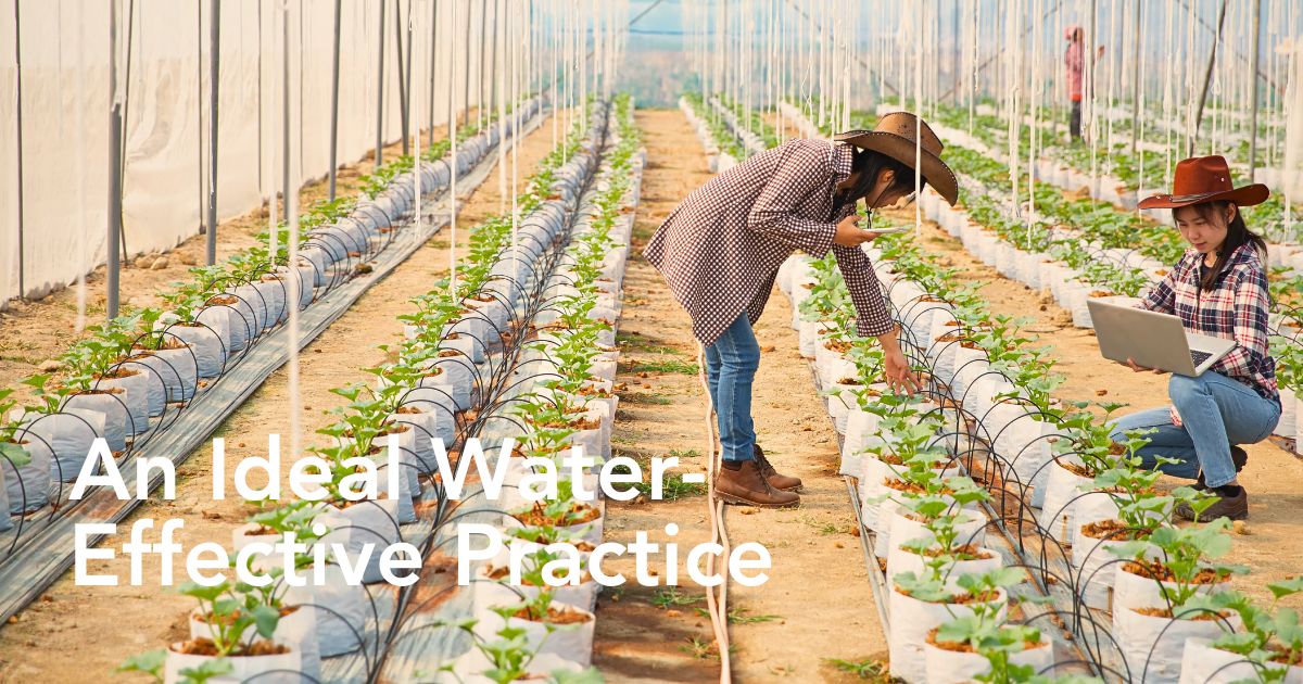 Drip Irrigation as a Catalyst for a Truly Sustainable Flower Industry.