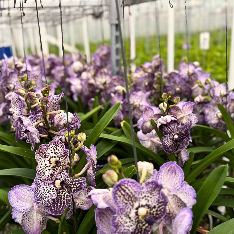 Vanda Sundana Vanda Sundana