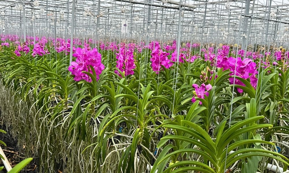 Flowering Vanda Orchids at Ansu