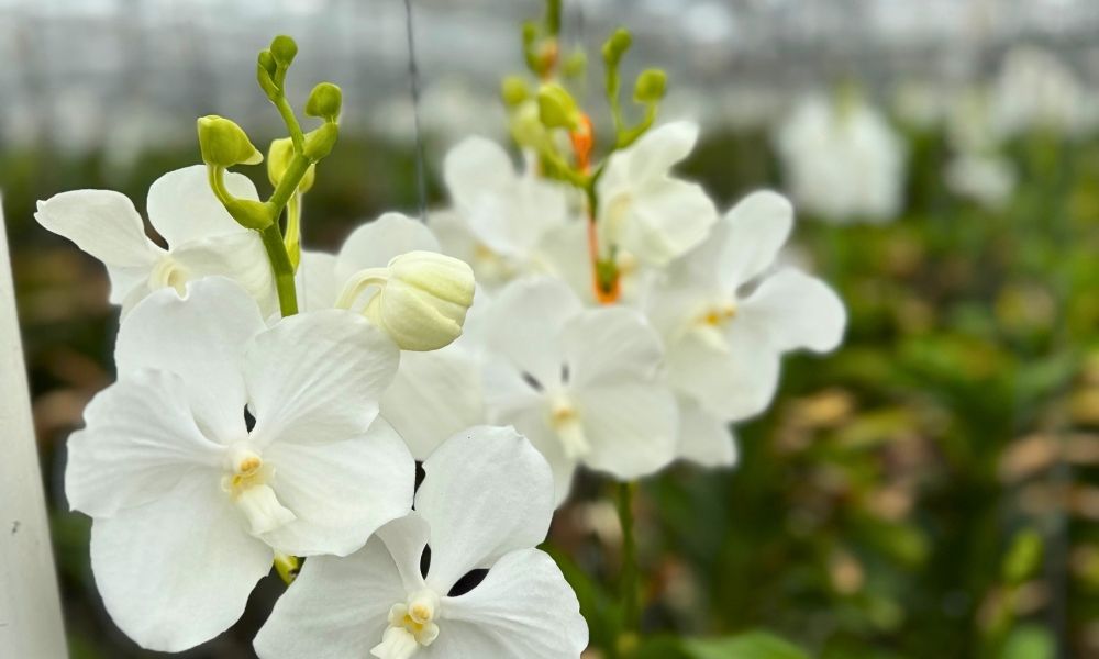 Flowering White Vanda Orchids at Ansu Flowering White Vanda Orchids at Ansu