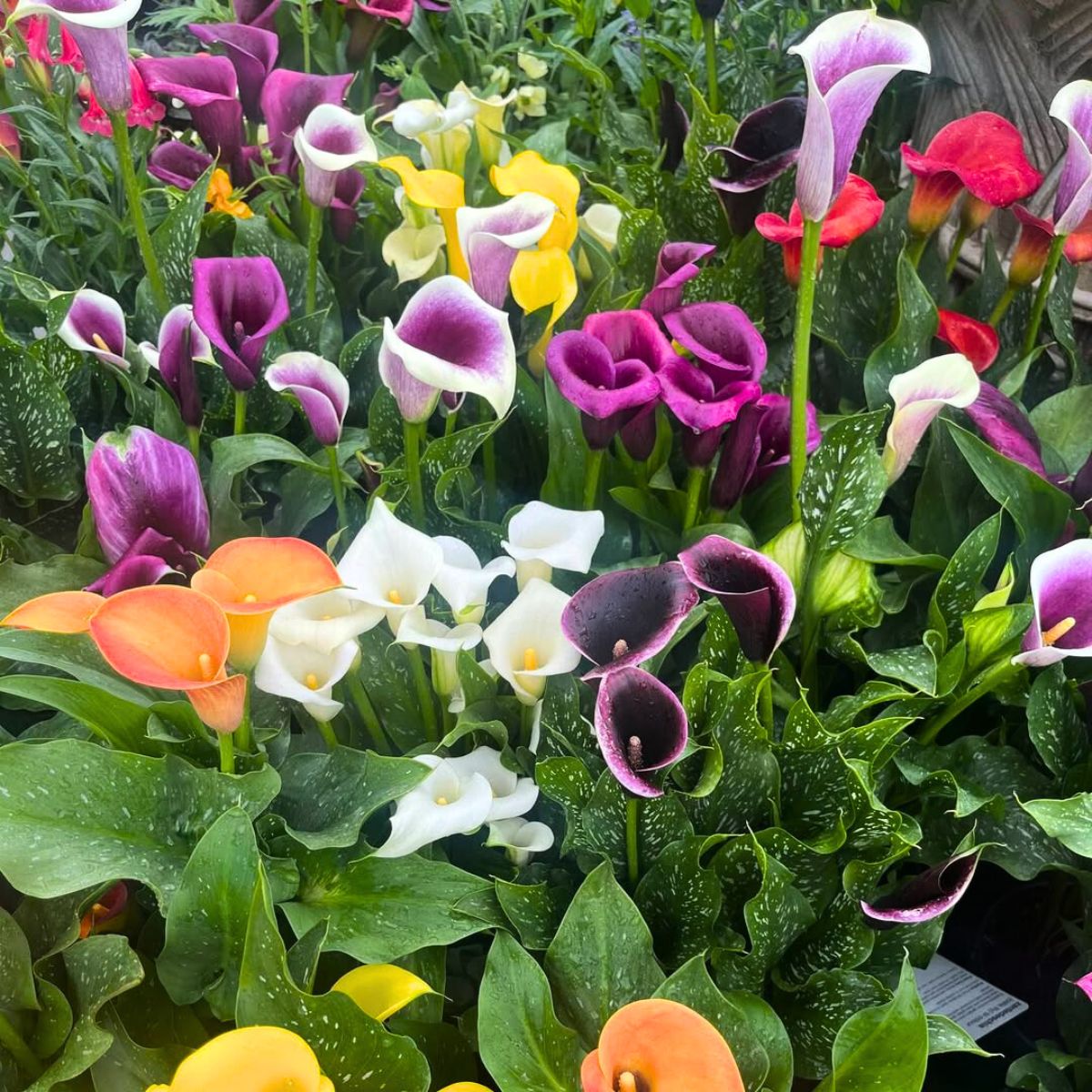 Colorful callas in a garden Colorful callas in a garden