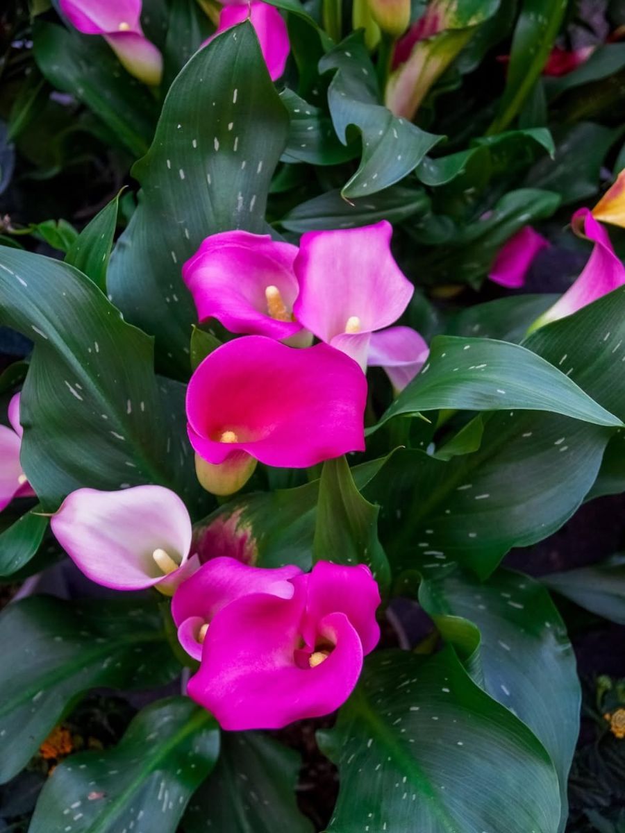 Bright fucchia calla lilies Bright fucchia calla lilies