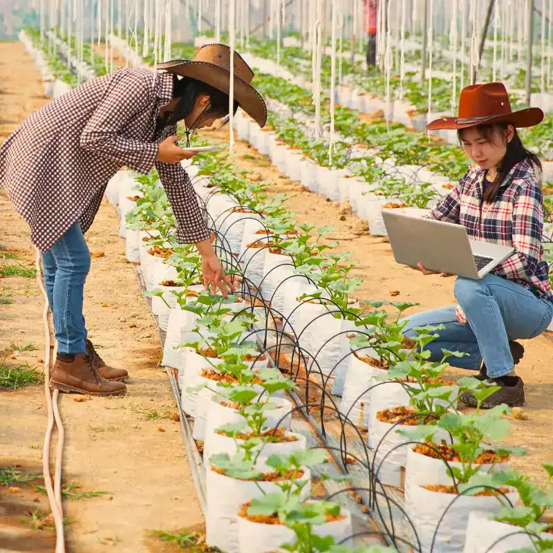 Drip Irrigation as a Catalyst for a Truly Sustainable Flower Industry.