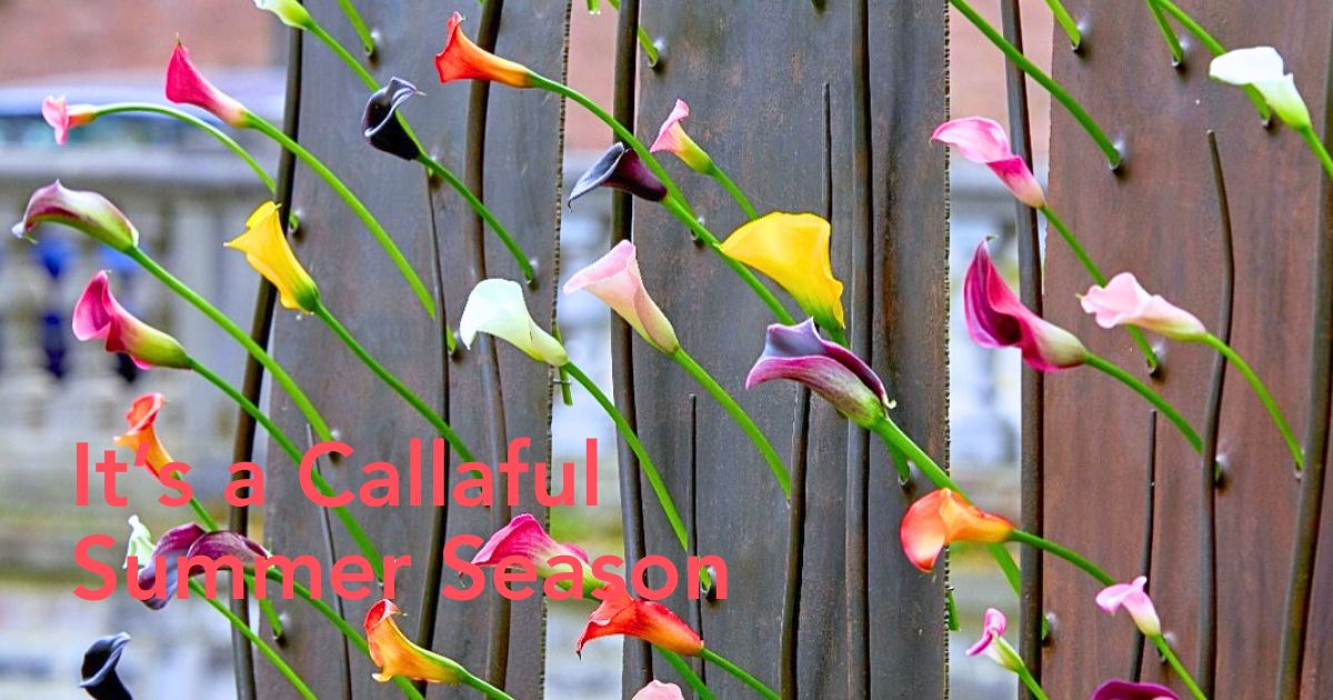 Summer time with calla lilies