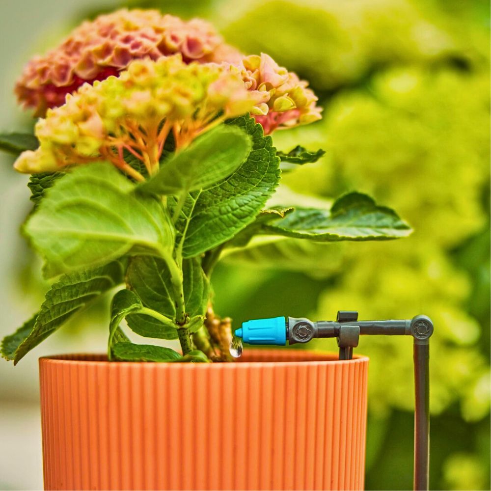 Trickle irrigation of flowers Drip Irrigation as a Catalyst for a Truly Sustainable Flower Industry.