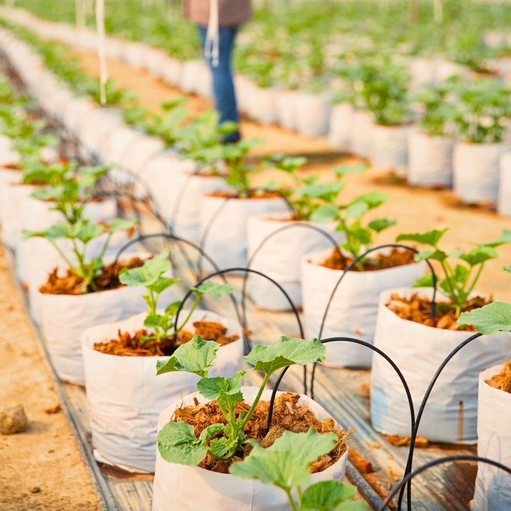 Using drip irrigation A Case for Drip Irrigation as a Catalyst for Truly Sustainable Flower Production