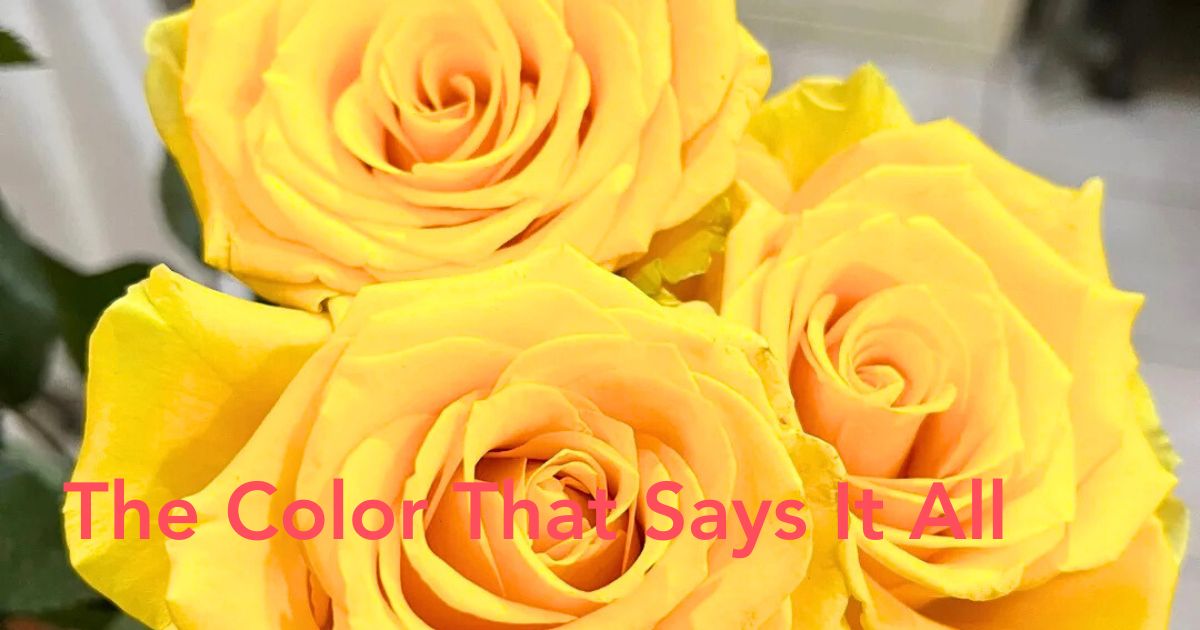Yellow Roses Meaning - Thursd Article header image