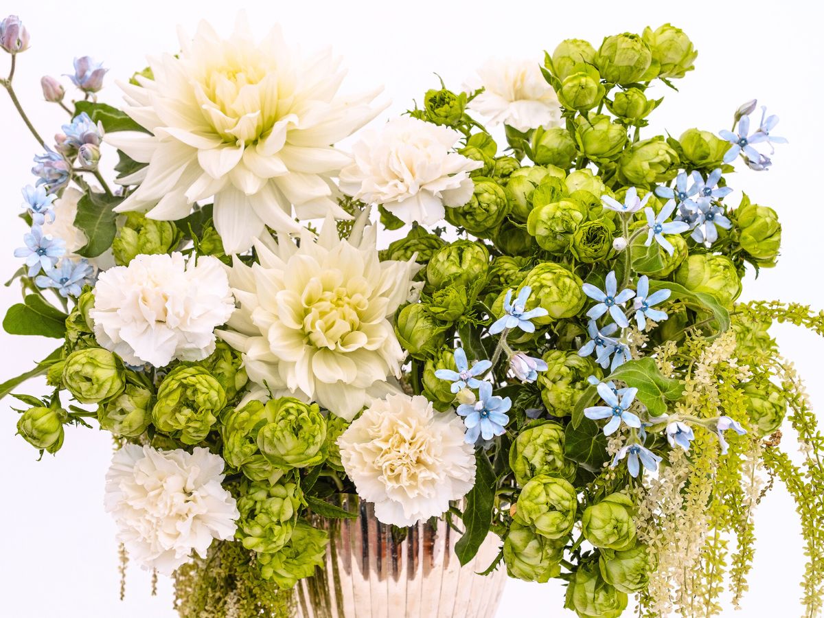 Princess Midori green by Alexandra Farms