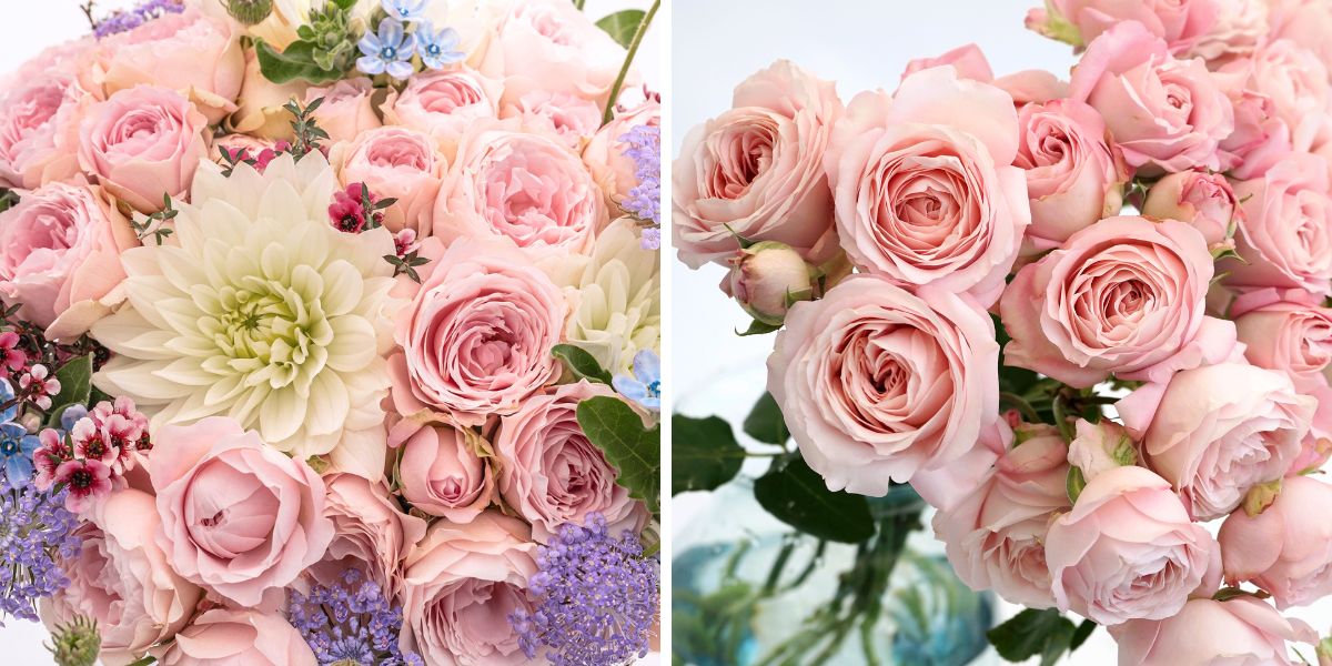 Rose Princess Fairy Kiss Spr