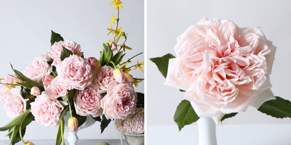 Rose Princess Hitomi by Alexandra Farms