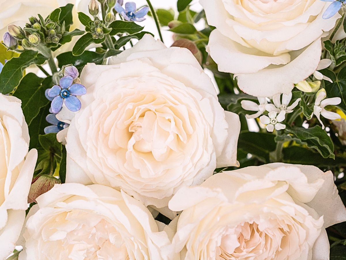 Rose Princess Miyuki in a white color