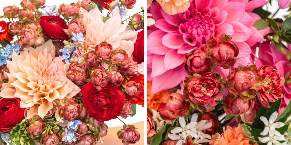 Rose Princess Pinku Spr