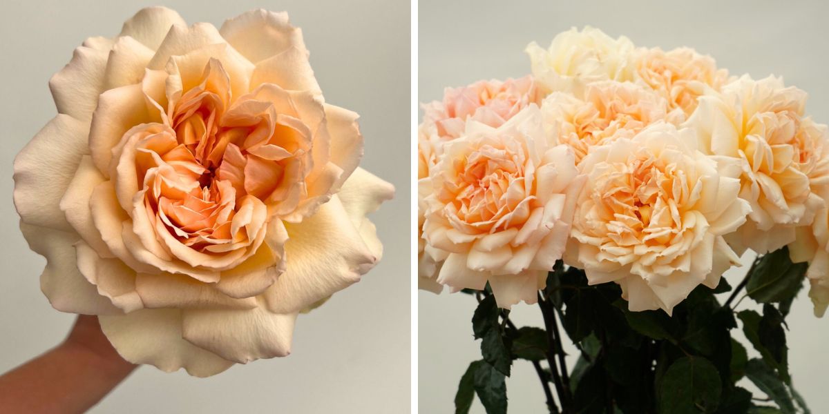 Rose Princess Hollys Hope