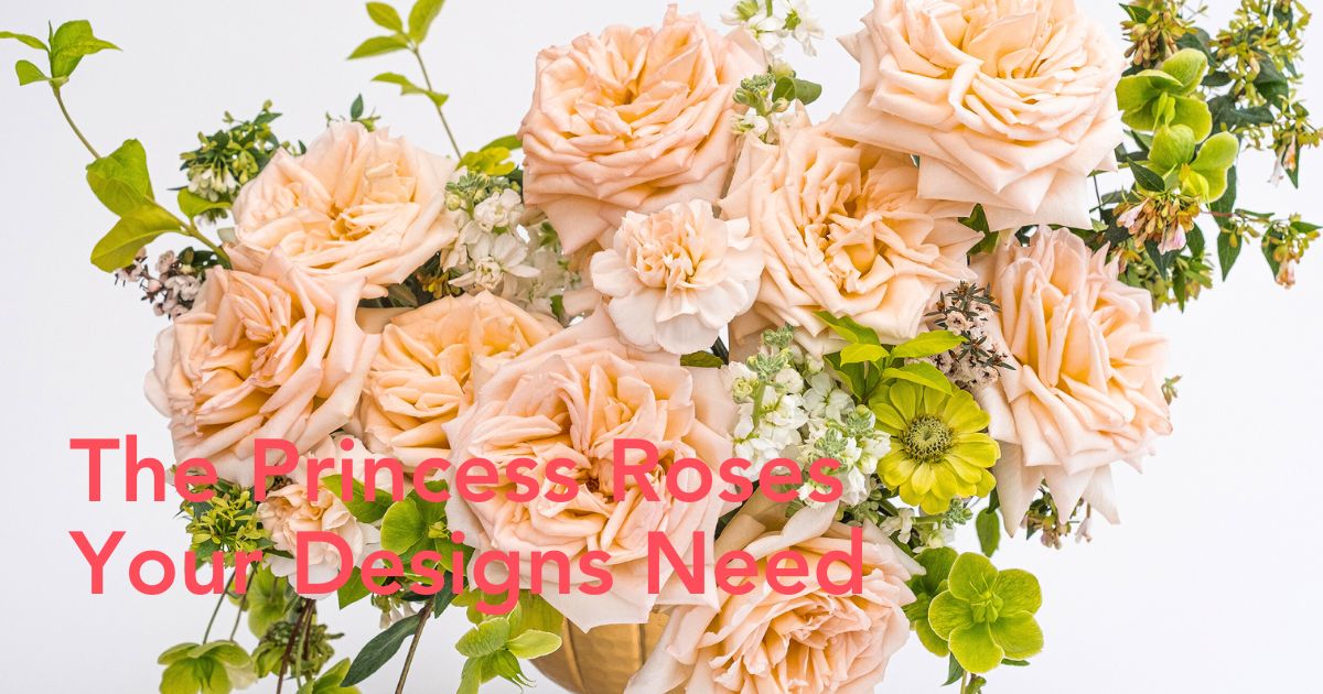 Princess roses by Alexandra Farms