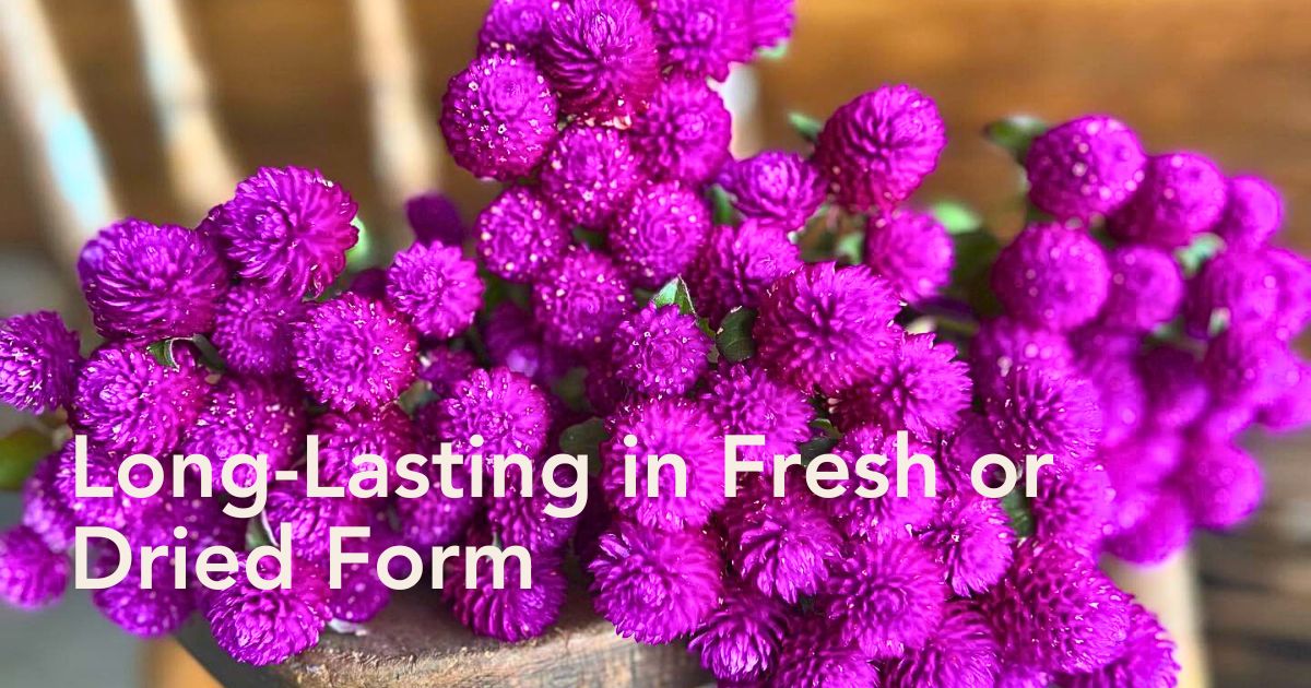 Globe Amaranth Complete Guide - Thursd Article header image