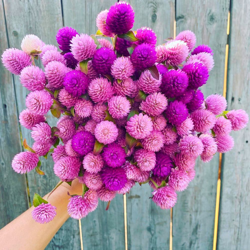 a bunch of Globe Amaranth flowers - typical pink and purple hues in bright color of the Gomphrena globosa - Globe Amaranth