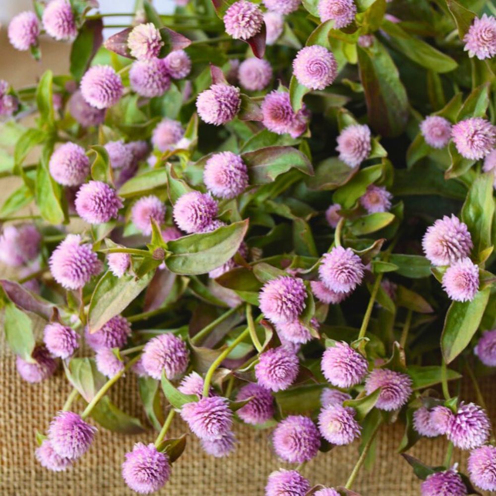 Pink Globe Amaranth flowers - flowering young plants of the globe amaranth