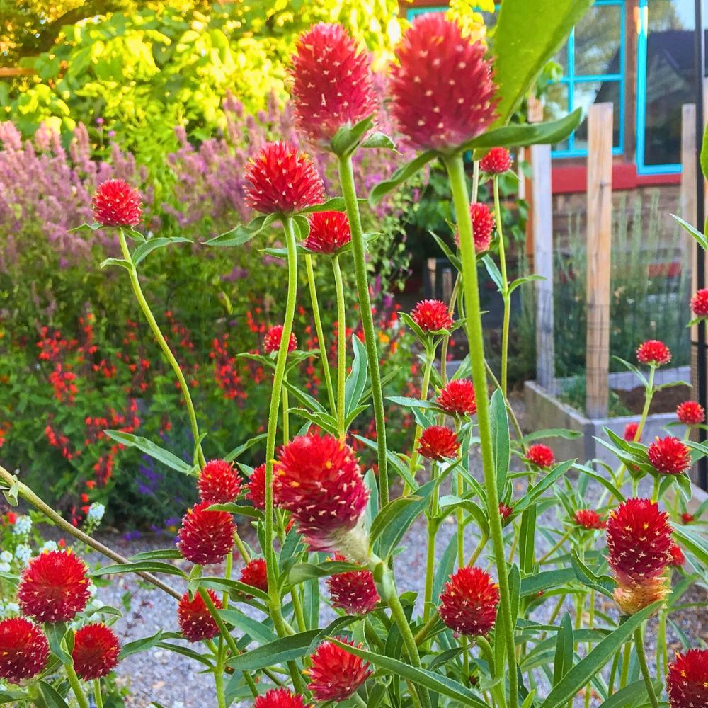 Red Globe Amaranth flowers - a cultivar of the gomphrena globosa