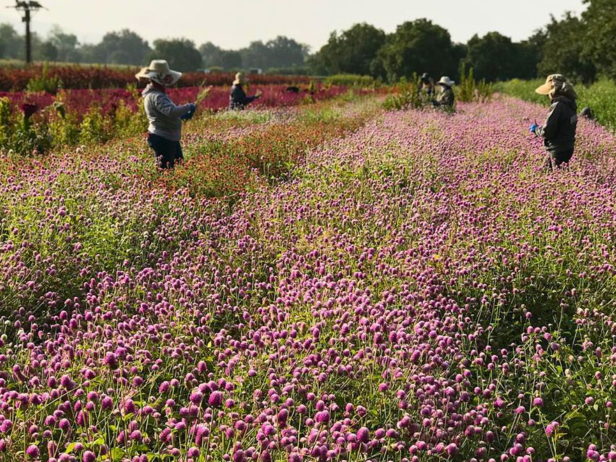 globe amaranth plant grows in a field
