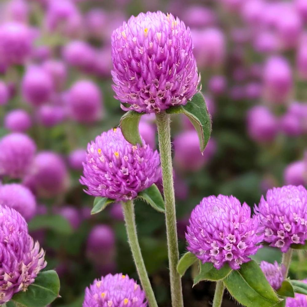 globe amaranth, also called Gomphrena globosa has well known cultural significance