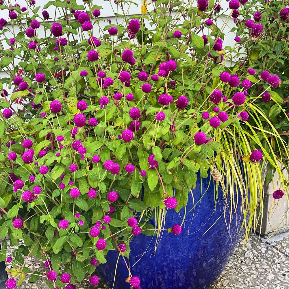 the taller plants of the globe amaranth flower well during growing season