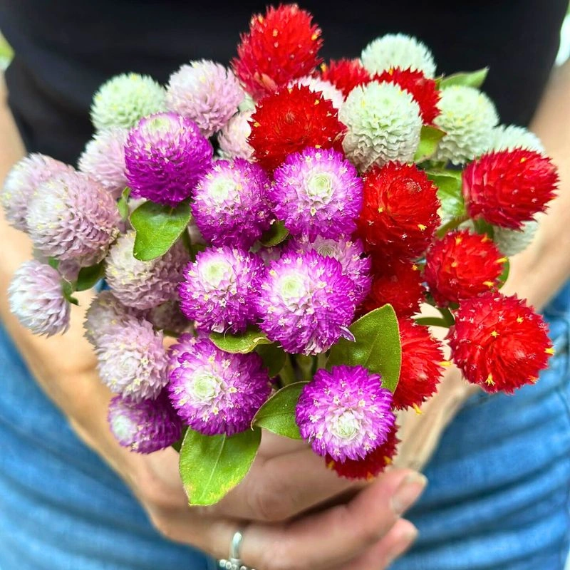 Globe Amaranth Complete Guide - Thursd Article featured image