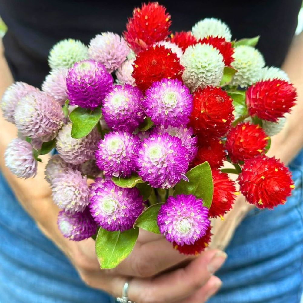 different shades of the globe amaranth