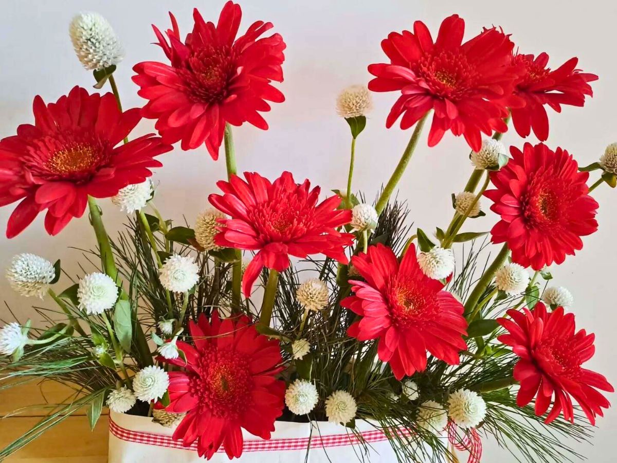Red Gerbera paired with Globe Amaranth and Pine tree - globe amaranth in a floral setting alongside other flowers