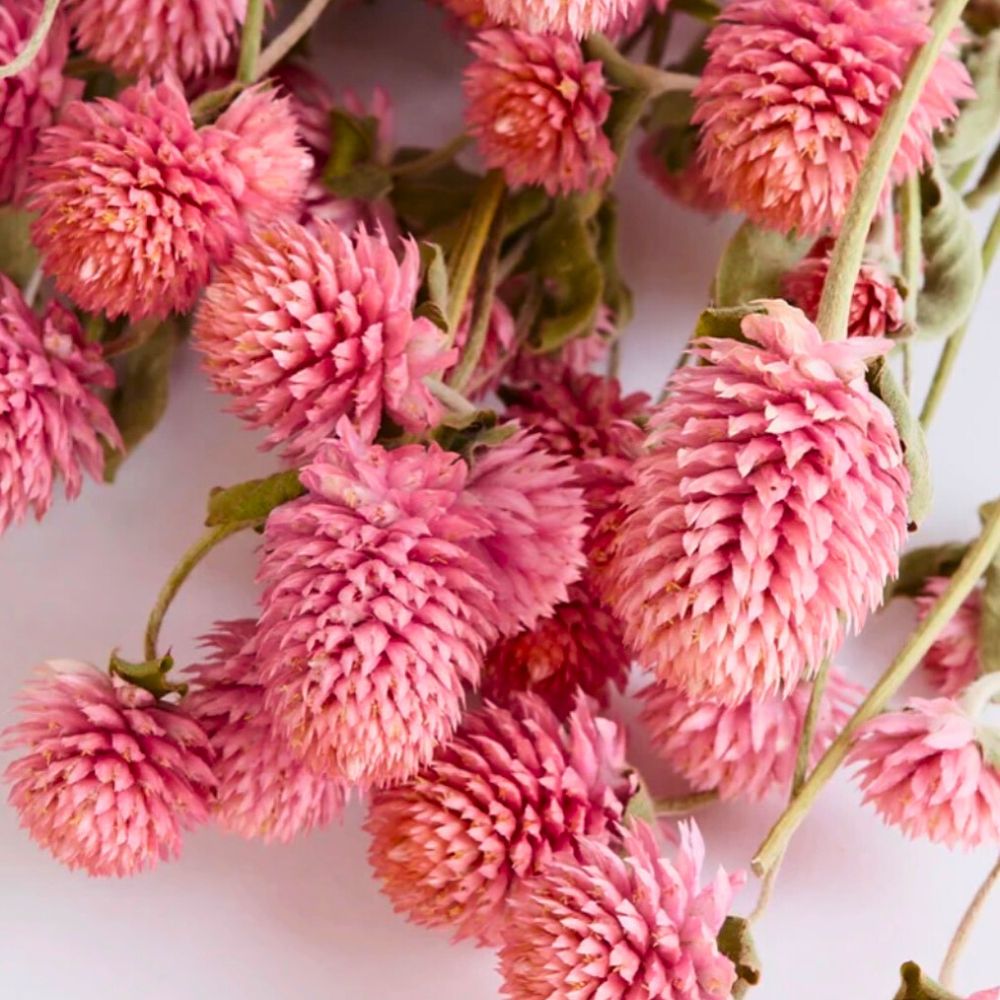 typical pink shades of the Gomphrena globosa