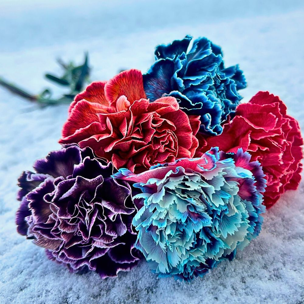 Dyed carnations Vip Roses Brings You Roses and Other Flowers, Dyed and Tinted.